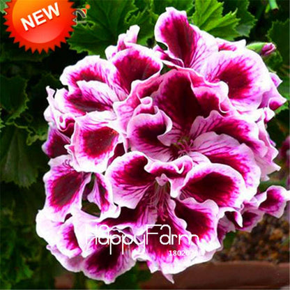 Maple Leaf Geranium Seeds - Perennial Pelargonium Flowers for Indoor Planting, Home Decor
