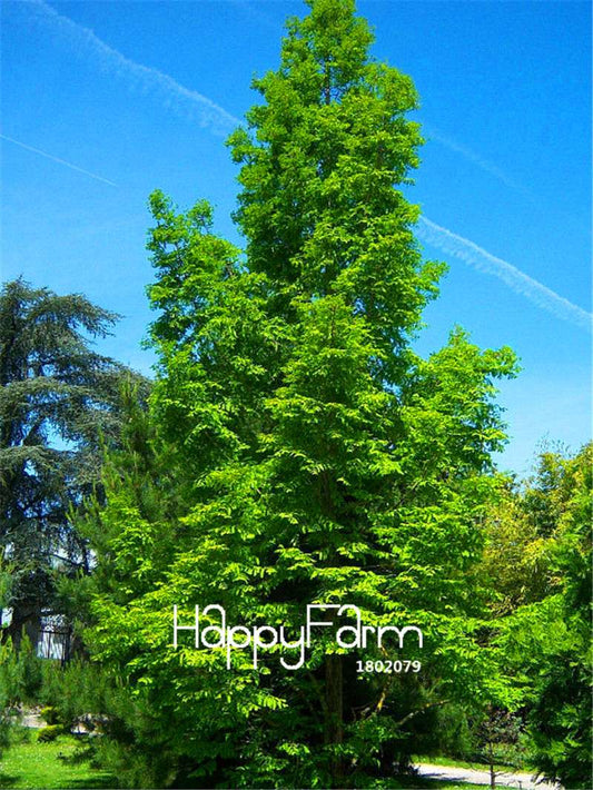 Metasequoia Glyptostroboides Seeds - Rare Dawn Redwood Bonsai Tree Seeds for Planting