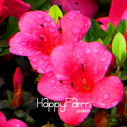 Azalea Flower Seeds - Vibrant Indoor Bonsai Plants for Home & Garden | Easy to Grow