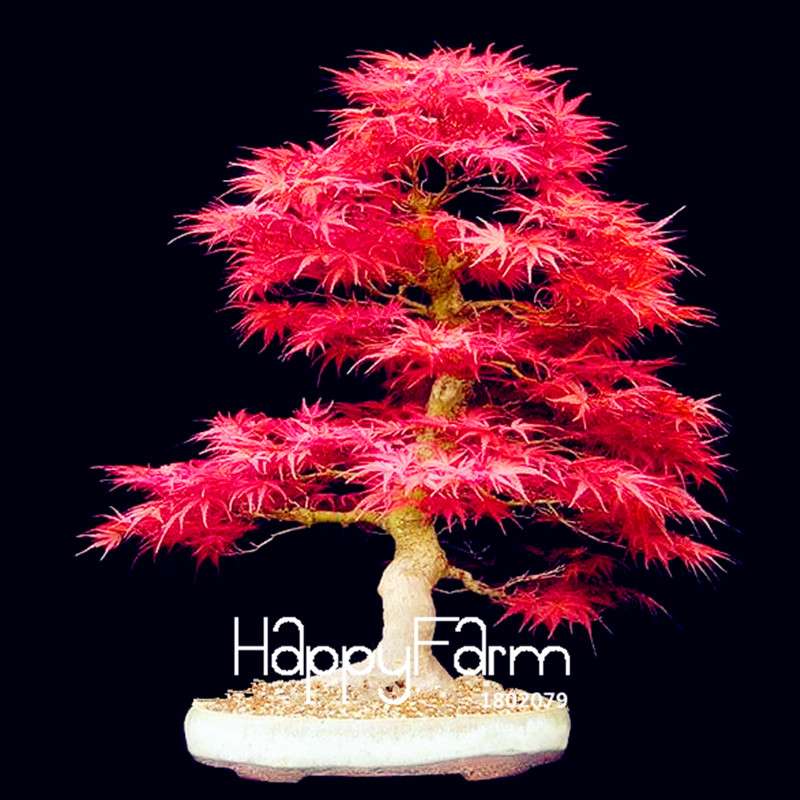 Red Maple Tree Seeds for Bonsai - DIY Home Garden Planting Kit - USA Grown