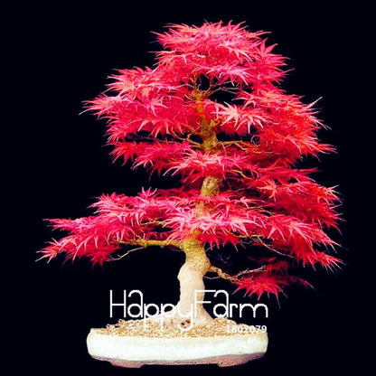 Red Maple Tree Seeds for Bonsai - DIY Home Garden Planting Kit - USA Grown