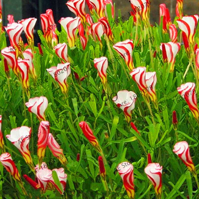 Oxalis Versicolor Seeds - Rare, Easy to Grow Flowers for Home & Garden
