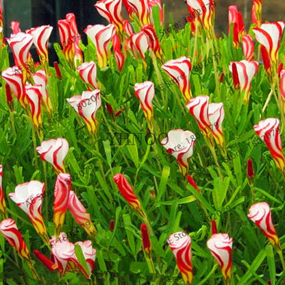 Oxalis Versicolor Seeds - Rare, Easy to Grow Flowers for Home & Garden