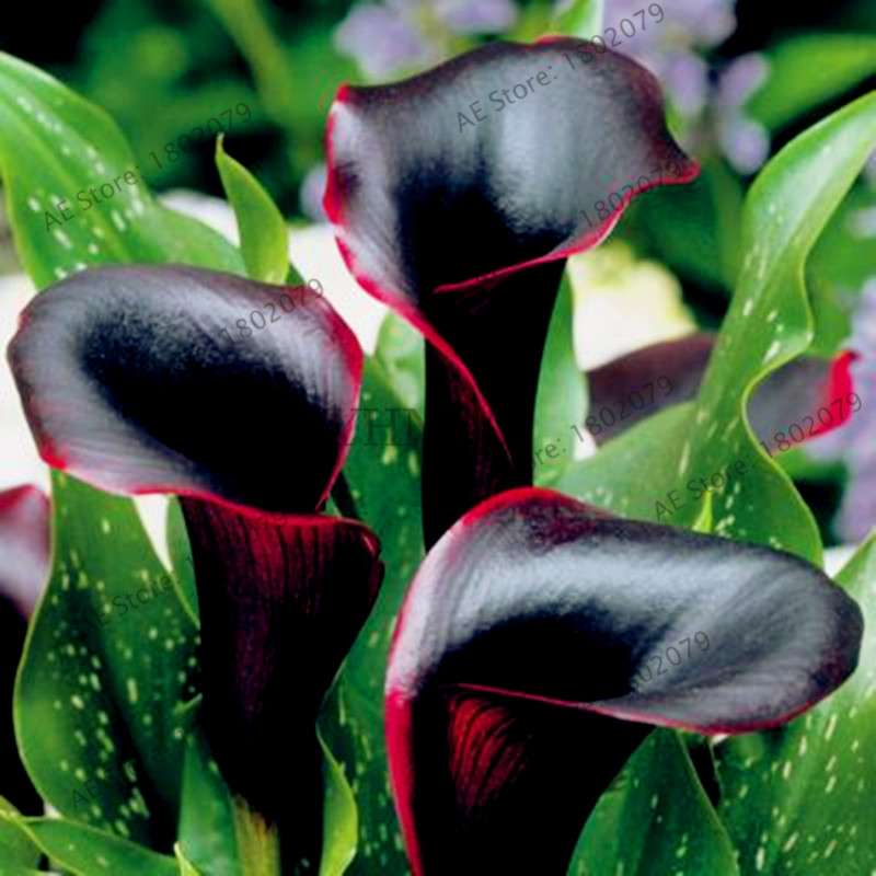 Calla Lily Seeds - Rare Perennial Bonsai Plant for Home, Garden & Wedding Bouquets | Gift Flowers
