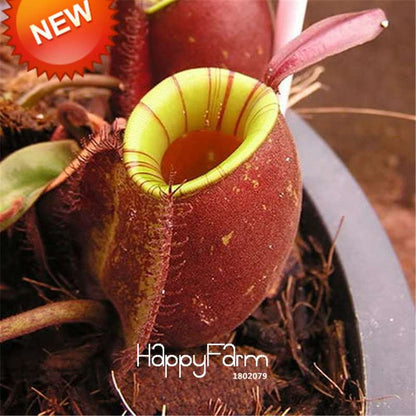 Carnivorous Nepenthes Seeds - Mosquito Eating Plant for Bonsai & Garden - Rare Insectivorous Variety