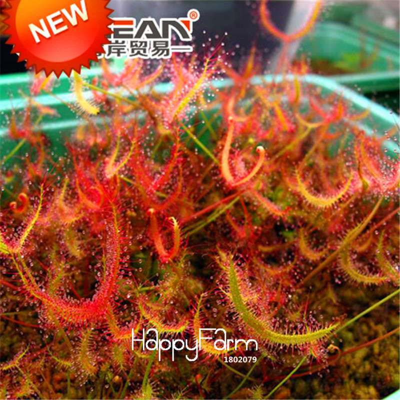 Carnivorous Bonsai Flytrap & Sundew Seeds - Natural Radiation Protection, Potted Garden Plants (USA)