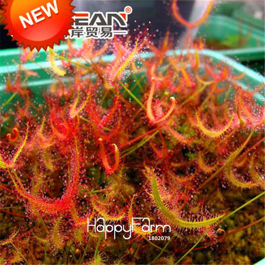 Carnivorous Bonsai Flytrap & Sundew Seeds - Natural Radiation Protection, Potted Garden Plants (USA)