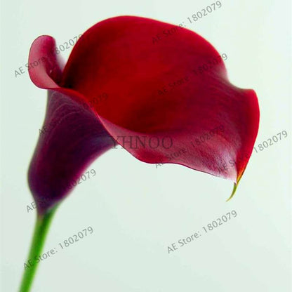 Calla Lily Seeds - Rare Perennial Bonsai Plant for Home, Garden & Wedding Bouquets | Gift Flowers