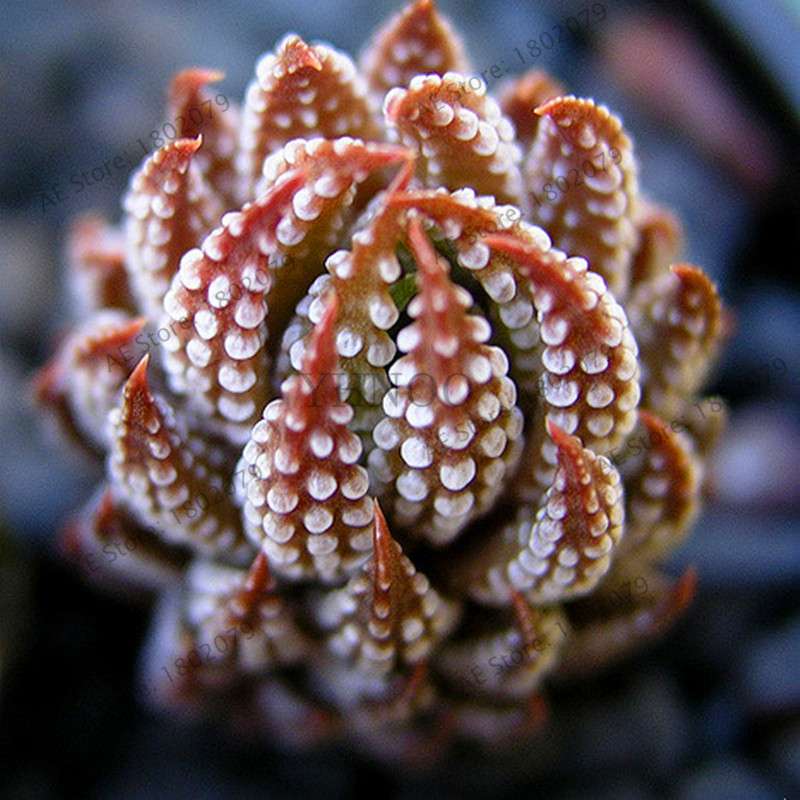 Rare Lithops Seeds - Living Stones Succulent, Organic Cactus Seeds for Indoor Garden, Bonsai & Succulent Lovers