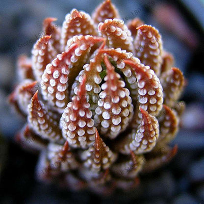 Rare Lithops Seeds - Living Stones Succulent, Organic Cactus Seeds for Indoor Garden, Bonsai & Succulent Lovers