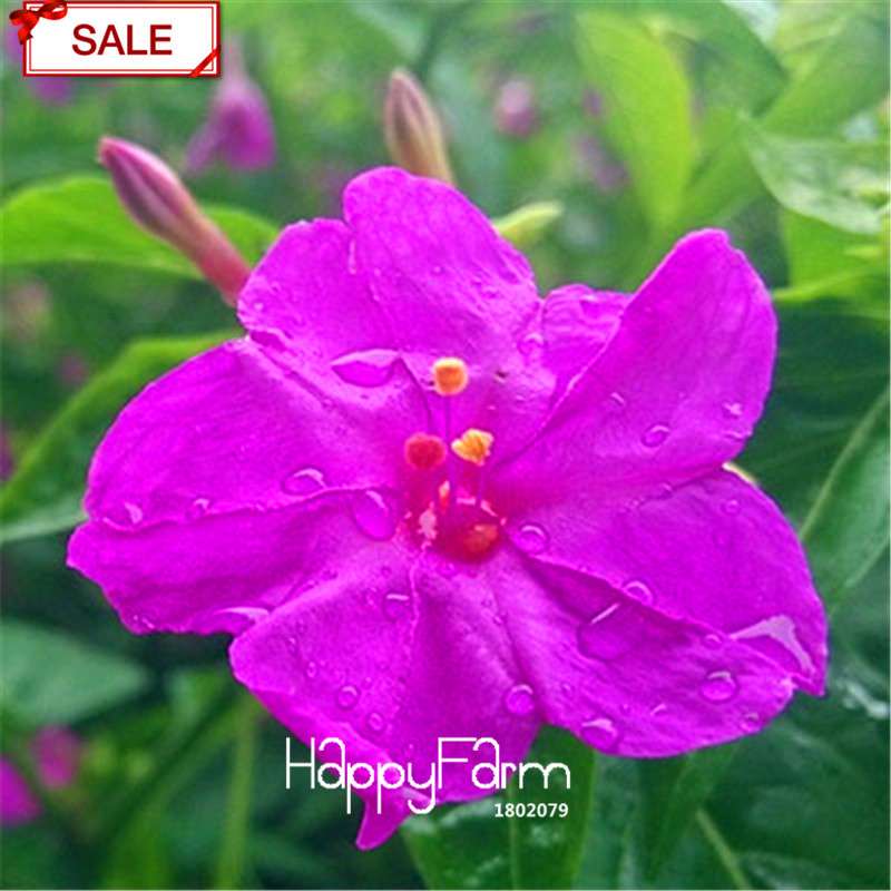 18 Varieties Jasmine Seeds - Fragrant & Ornamental Flowers for Garden Planting, Chinese Charm