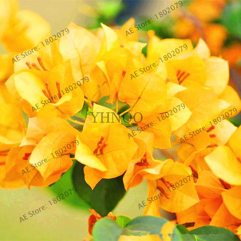 Bougainvillea Bonsai Seeds - Vibrant Flowering Plant for Home & Garden | Fast-Growing, Easy Care
