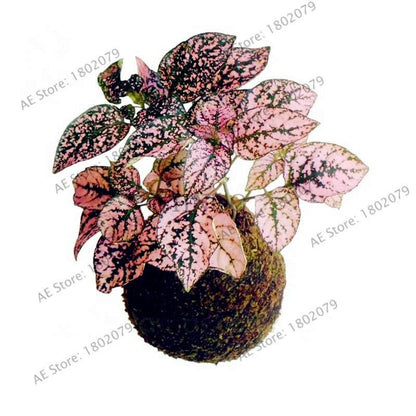 Fittonia Verschaffeltii Seeds - Indoor Bonsai Plant for Home, Office & Garden Decor - Easy to Grow