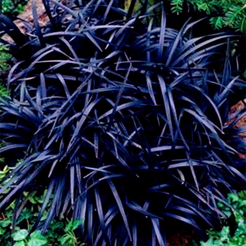 Blue Fescue Grass Seeds - Drought Tolerant, Perennial, DIY Home & Bonsai - Festuca Glauca
