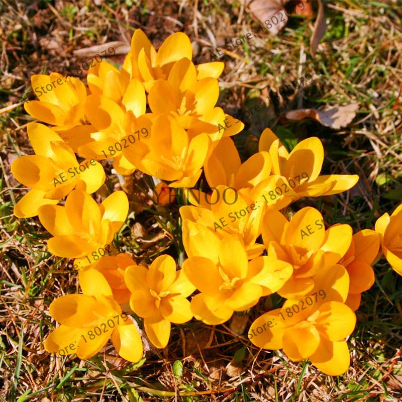 Premium Saffron Seeds - Grow Saffron Crocus Flowers for Home, Garden & Bonsai | Fast Shipping