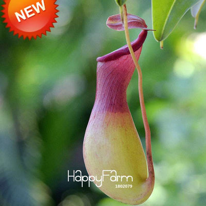 Carnivorous Nepenthes Seeds - Mosquito Eating Plant for Bonsai & Garden - Rare Insectivorous Variety