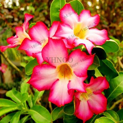 Mixed Color Desert Rose Seeds - Easy to Grow Bonsai Flower for Home Garden Planting