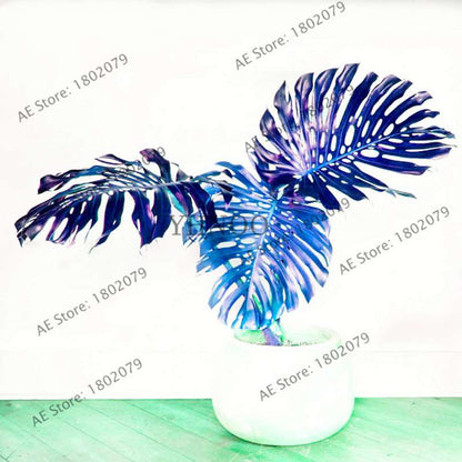 2025 Rare Palm Turtle Leaf Monstera Seeds - Home Bonsai & Perennial Plants, Mixed Foliage Flowers