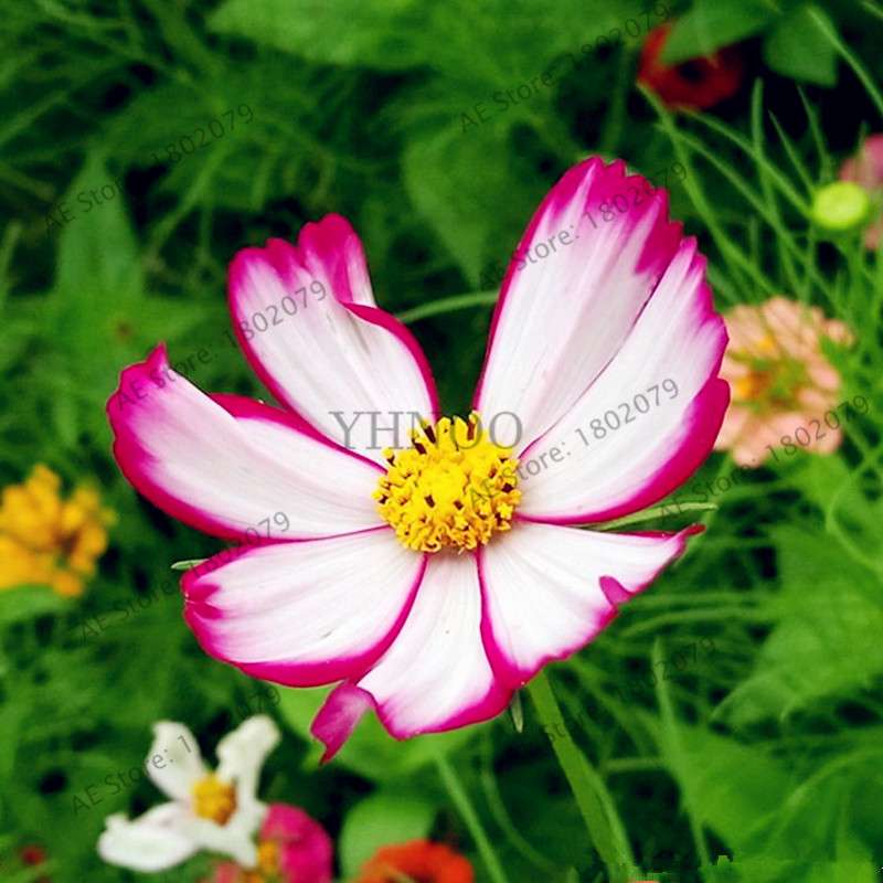 Cosmos Flower Seeds - Mixed Bonsai Seeds for DIY Home & Garden Planting - Easy Grow