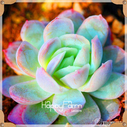 Rare Succulents Seeds - 99 Varieties, Lithops & Bonsai Plants for Office & Home