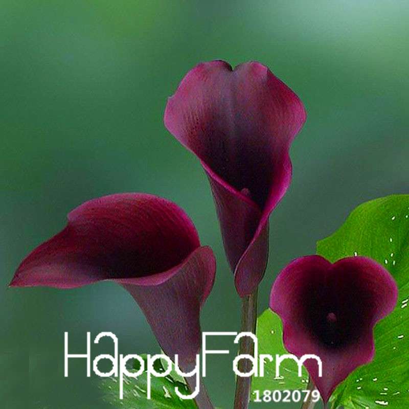 Black Calla Lily Seeds - Red Edge, Potted Bonsai, Patio & Balcony Planting, Fresh Flower Seeds for Home Garden