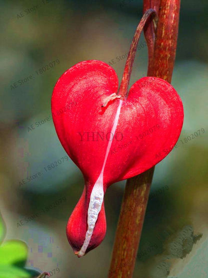 Bleeding Heart Seeds (Dicentra Spectabilis) - Orchid Seeds for Pots & Cottage Gardens