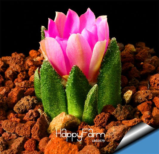 Fairy Succulents Seeds - Rare Hybrid Cactus, Bonsai & Flowering Plants for Home Decor (Anti-Radiation)