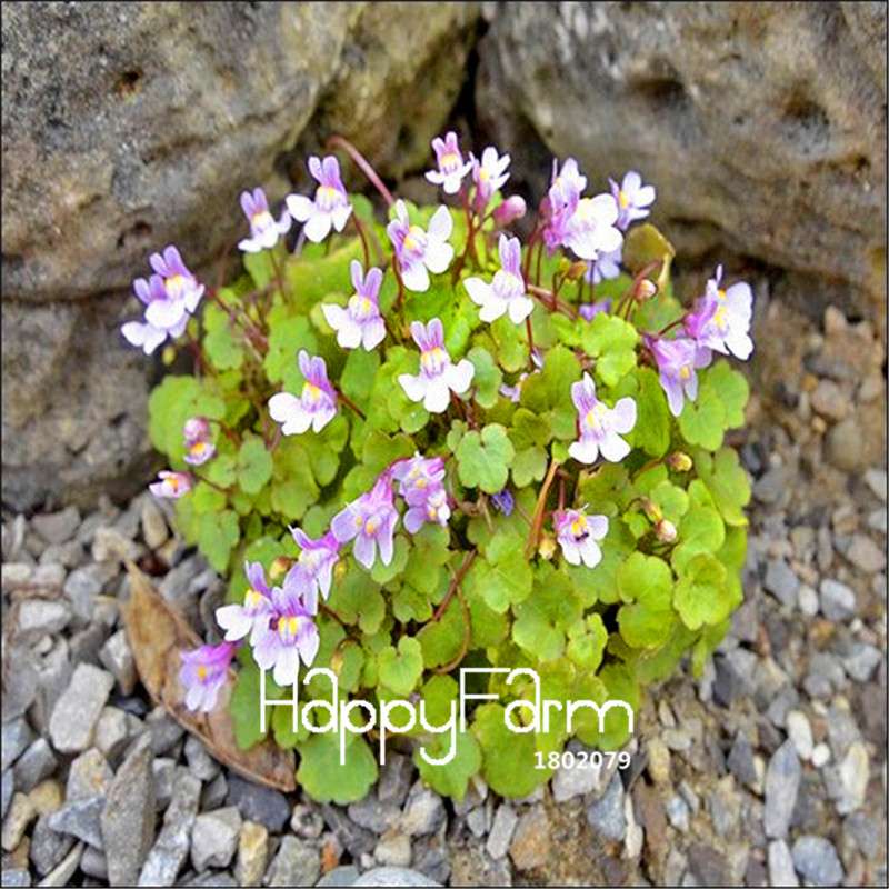 Ivy Seeds (Cymbalaria Muralis) - Easy Grow Bonsai & Home Garden Flower Seeds for DIY Planting