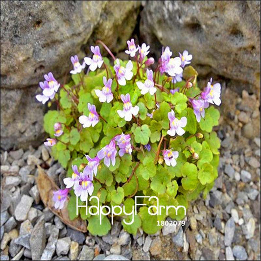 Ivy Seeds (Cymbalaria Muralis) - Easy Grow Bonsai & Home Garden Flower Seeds for DIY Planting