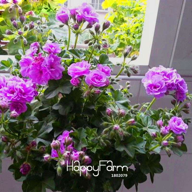 Purple Geranium Seeds - Elegant Perennial Flowers for Indoor & Outdoor Gardening