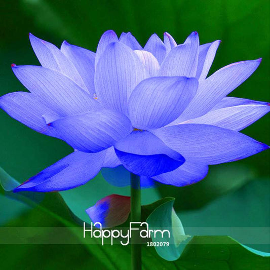 Blue Lotus Seeds (Nelumbo Nucifera) - 1 Pack for Ponds, Water Gardens | Fast-Growing Aquatic Flower