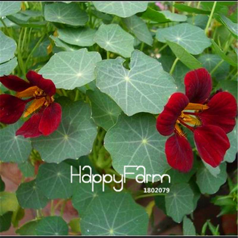 Rare Hanging Nasturtium Seeds - Vibrant Climbing Flowers for Garden & Containers