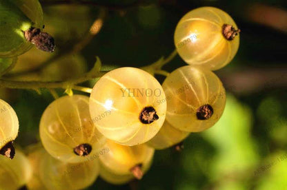 Organic Gooseberry Seeds - Fresh, Nutrient-Rich Perennial Fruit Seeds for Home Gardening