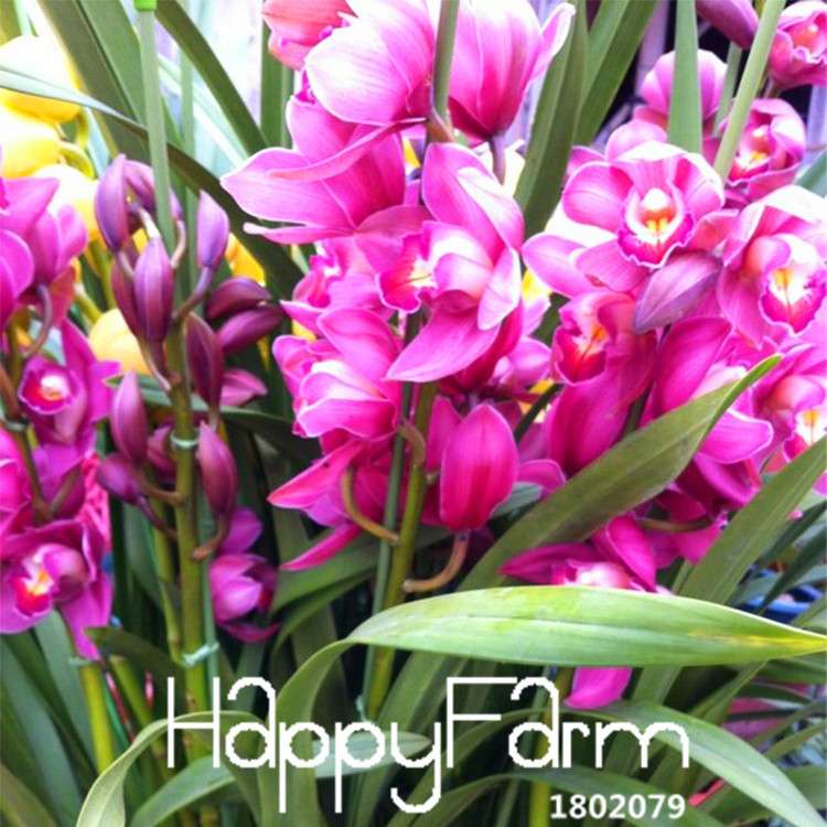 Red Cymbidium Orchid Seeds - Exotic Balcony Bonsai Flowers for Home Garden Planting