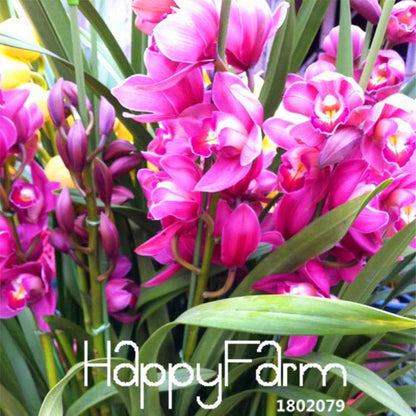 Red Cymbidium Orchid Seeds - Exotic Balcony Bonsai Flowers for Home Garden Planting