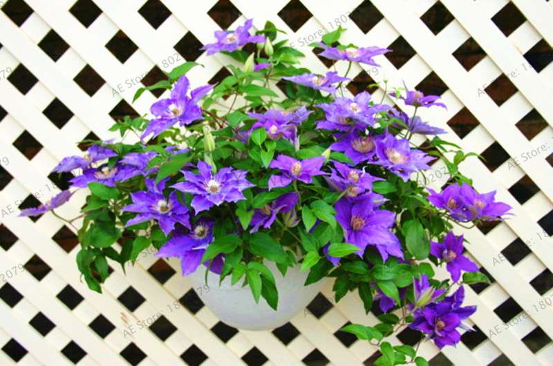 Mixed Clematis Seeds - Easy to Grow Beautiful Bonsai Flowers for Home Garden (Limited Time Offer)