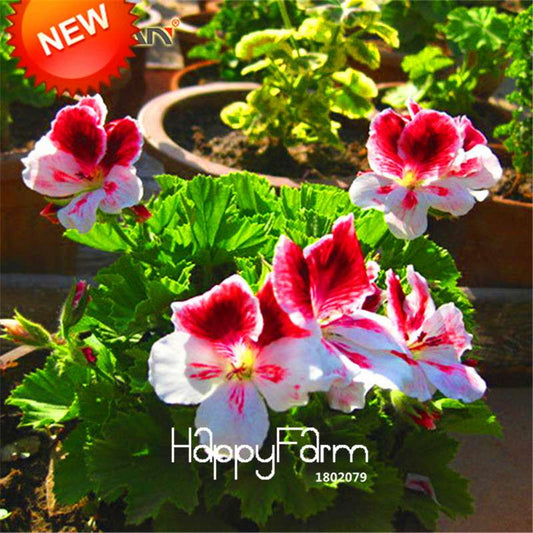 Red & White Geranium Seeds - Perennial Pelargonium Peltatum for Garden Planting