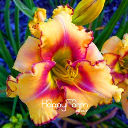 Hybrid Daylily Seeds - Colorful Hemerocallis Lily for Home Garden & Bonsai | Fast-Growing Flower Seeds