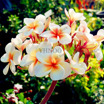 Mixed Color Frangipani Plumeria Seeds - Perennial Bonsai Plant for Home & Garden Planting