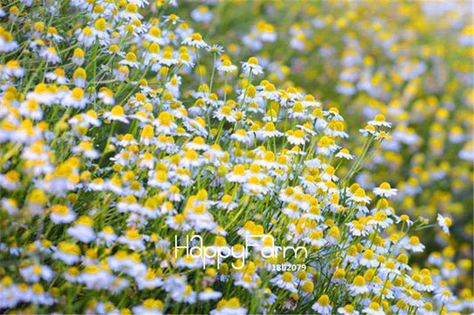 German Chamomile Seeds - Fragrant, Heirloom, Non-GMO - Easy Grow Herb Garden