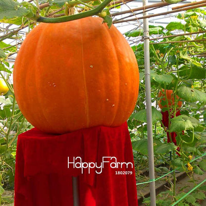 Organic Giant Pumpkin Seeds - Anti-Cancer, Garden Vegetables, Non-GMO, USA Shipping