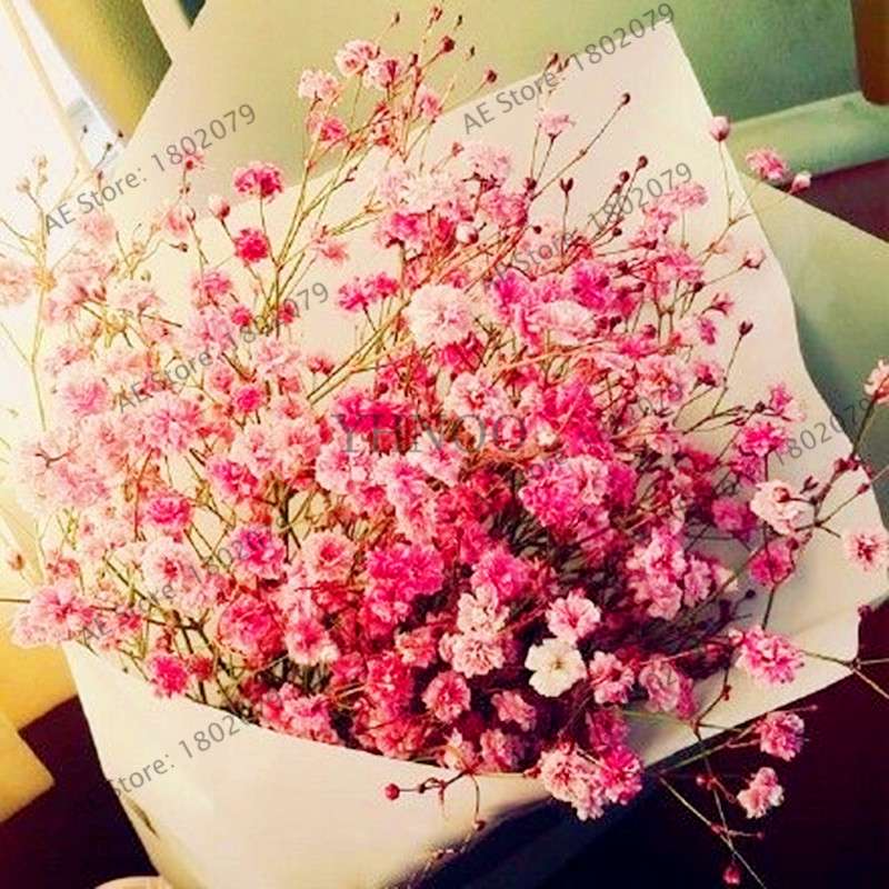 Gypsophila Paniculata Seeds - Vibrant Multi-Color Baby's Breath for Home & Garden | Fast Shipping