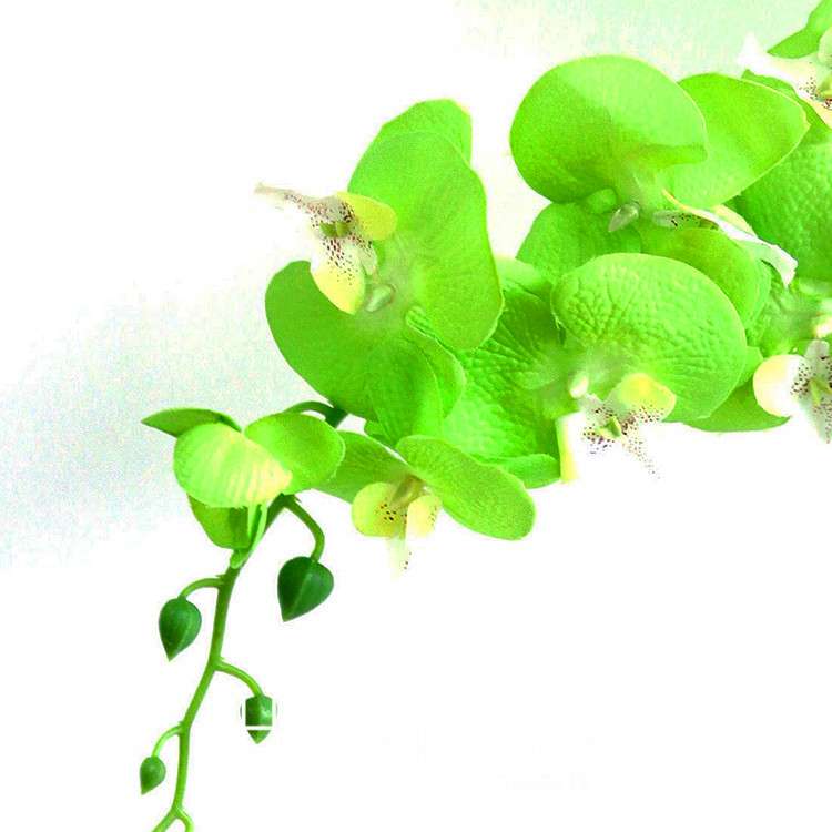 Green Orchid Bonsai Seeds - Air Purifying Phalaenopsis Orchids for Home & Office