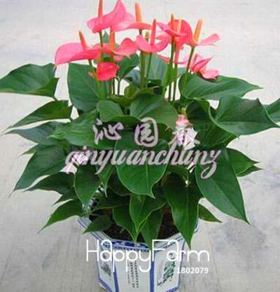 Anthurium & Rubber Tree Seeds - Air Purifying Plants, Formaldehyde Cleaner, Fresh Indoor Gardening