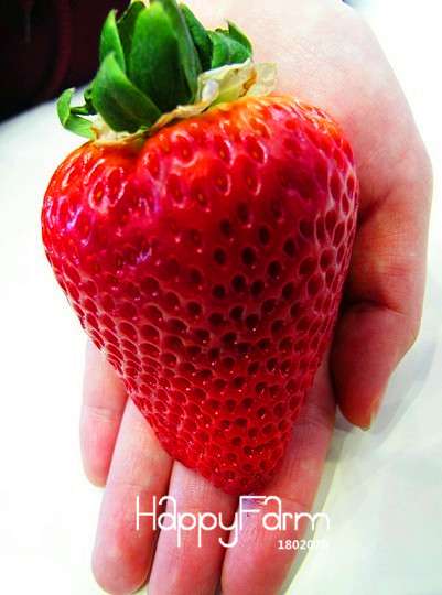 Giant Strawberry Seeds - Big Red Fruit, Sweet & Juicy for Home Garden Planting - DIY Fresh Strawberries