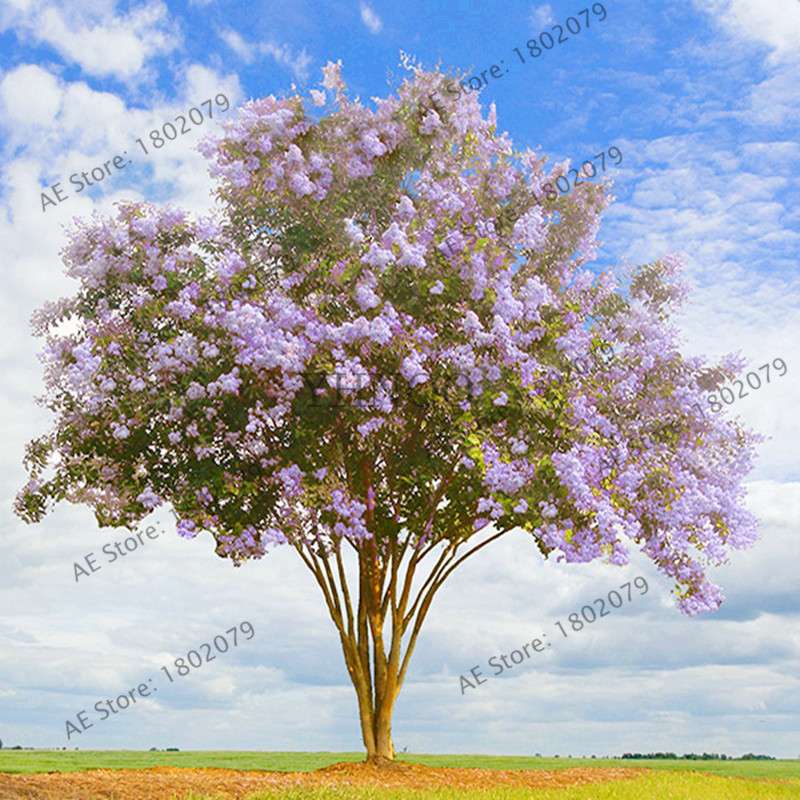 Crape Myrtle Seeds - Perennial Flowering Shrub for Home Garden, Yard & Outdoor Planting (Lagerstroemia)