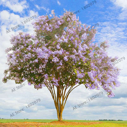 Crape Myrtle Seeds - Perennial Flowering Shrub for Home Garden, Yard & Outdoor Planting (Lagerstroemia)