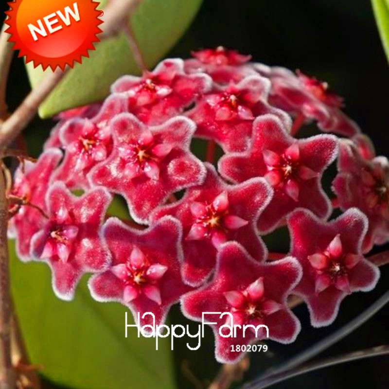 Hoya Seeds for Planting - DIY Home Garden, Potted Flowers, Bonsai & Orchid Seeds - Indoor/Outdoor