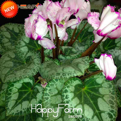 Buy Purple & White Cyclamen Flower Seeds - Perennial Blooming Plants for Your Garden