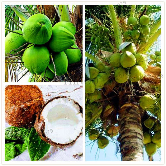 Coconut Tree Seeds - Tropical, Nutritious, Perennial Plants for Home & Garden DIY